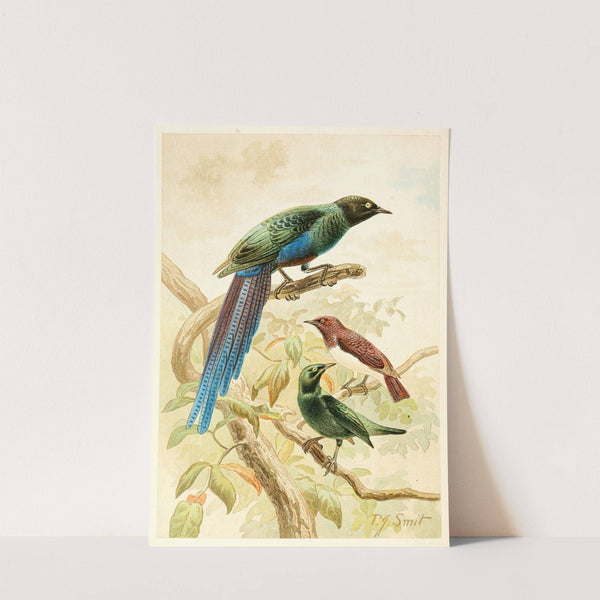 Glossy Starlings (1893-1896) by Pierre Jacques Smit