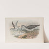 Glottis canescens. Greenshank. (1862-1873) by John Gould