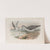 Glottis canescens. Greenshank. (1862-1873) by John Gould