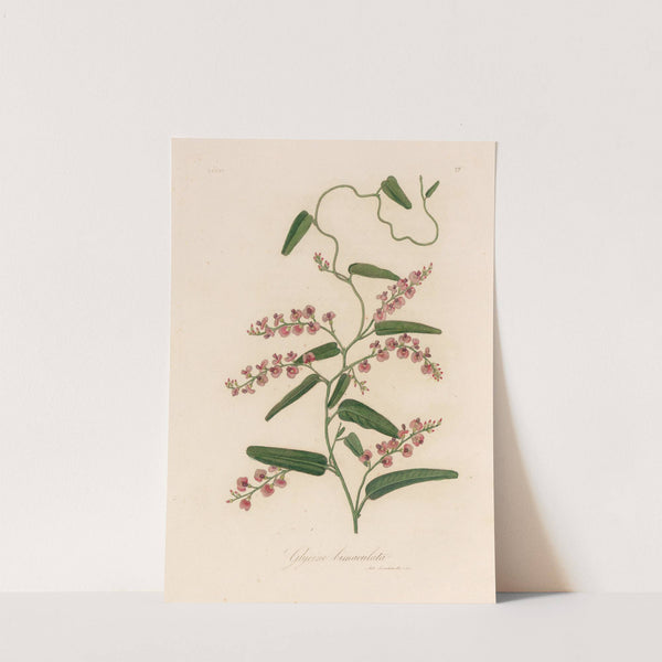 Glycine bimaculata (1818-1824) by Gaetano Savi