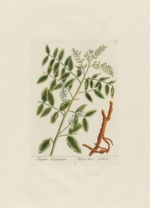 Glycyrrhiza glabra (1797–1810)