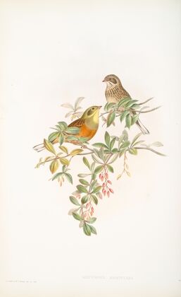 Glycyspina hortulana. Ortolan Bunting. (1862-1873)