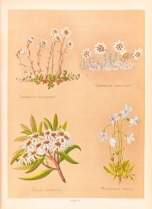 Gnaphalium Bellidioides, Gnaphalium Grandiceps