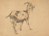 Goat (1897)