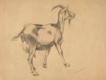Goat (1897)