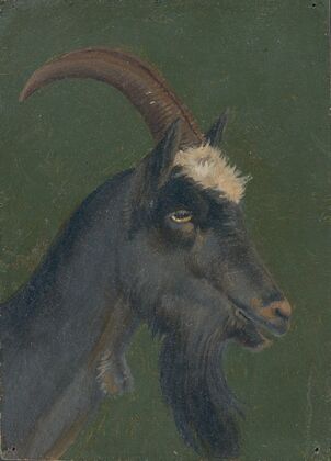 Goat head