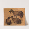 Goats by Andre Plumot