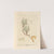 Goats-thorn by Elizabeth Blackwell