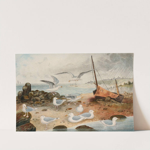 Goélands argenté (1866) by Alfred Frédol