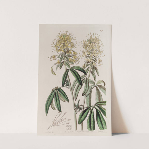 Golden Cleome by Sydenham Edwards