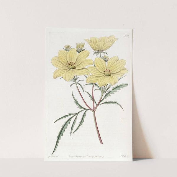Golden Coreopsis by Sydenham Edwards