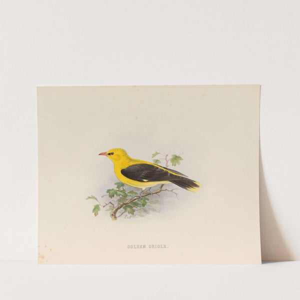 Golden Creole by Edwin Carton Booth