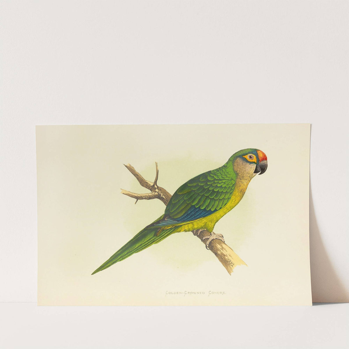 Golden-Crowned Conure, or Half-Moon Parrakeet (1884-1887) by Alexander Francis Lydon
