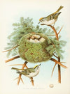 Golden-crowned Kinglet