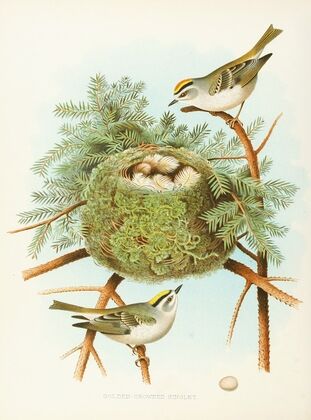 Golden-crowned Kinglet