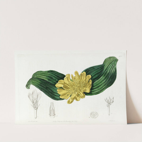 Golden Daubenya by Sydenham Edwards