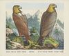 Golden eagle (1829-1880)
