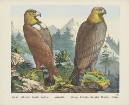 Golden eagle (1829-1880)