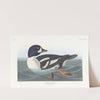 Golden-eye duck by John James Audubon