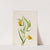 Golden Fairy Lantern (Calochortus amabilis) (1936) by Mary Vaux Walcott