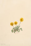 Golden Fleabane (Erigeron aureus) (1904)