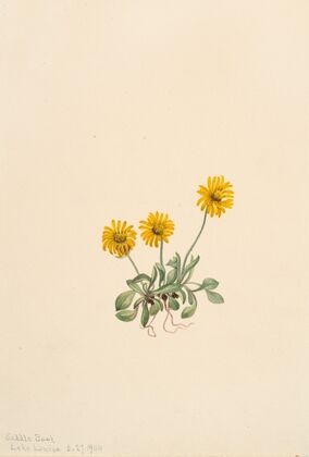 Golden Fleabane (Erigeron aureus) (1904)