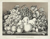 Golden fruits of California (1869)