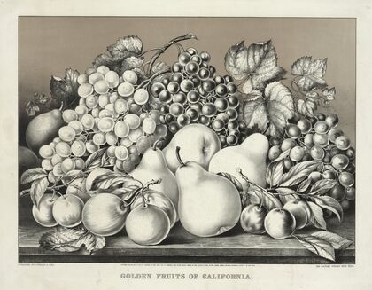 Golden fruits of California (1869)