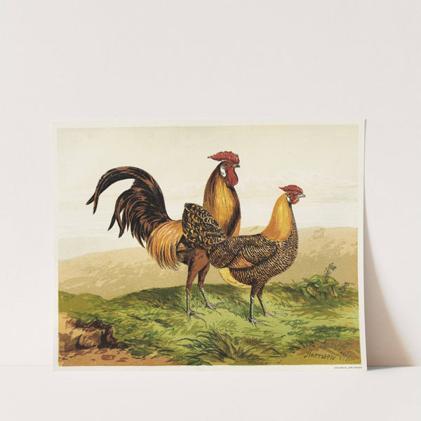 Golden Pencilled Hamburghs (1867) by Harrison Weir