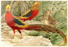 Golden Pheasants (1893-1896)