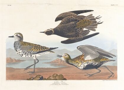 Golden plover