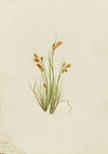 Flower Study (1940)