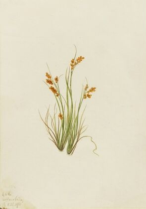 Flower Study (1940)