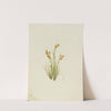 Golden Sedge (Carex aurea) (1921) by Mary Vaux Walcott