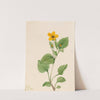 Golden Star (Chrysogonum virginianum) (1922) by Mary Vaux Walcott