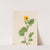 Golden Star (Chrysogonum virginianum) (1922) by Mary Vaux Walcott