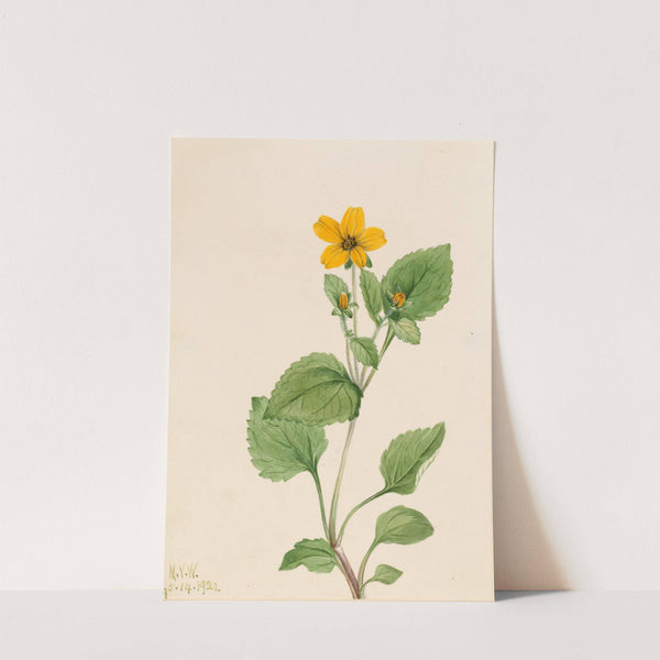 Golden Star (Chrysogonum virginianum) (1922) by Mary Vaux Walcott