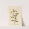 Golden starwort by Elizabeth Blackwell