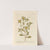 Golden starwort by Elizabeth Blackwell