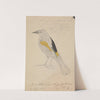 Golden-winged Cacique by James Sowerby