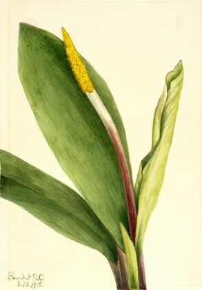 Untitled (ca. 1876)