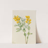 Goldenpea (Thermopsis rhombifolia) (1923) by Mary Vaux Walcott