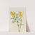 Goldenpea (Thermopsis rhombifolia) (1923) by Mary Vaux Walcott