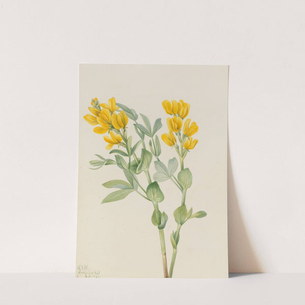 Goldenpea (Thermopsis rhombifolia) (1923) by Mary Vaux Walcott