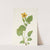 Goldenstar. Chrysogonum virginianum (1925) by Mary Vaux Walcott