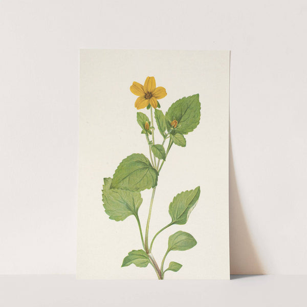 Goldenstar. Chrysogonum virginianum (1925) by Mary Vaux Walcott