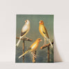 Goldfinch And Canary Mules, Marked And Variegated by W. A . Blakston