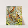 Goldfinch And Canary Mules by W. A . Blakston