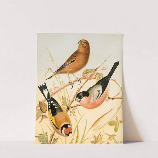 Goldfinch, Linnet, Bullfinch by W. A . Blakston