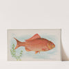 Goldfish (1889) by Allen &amp; Ginter